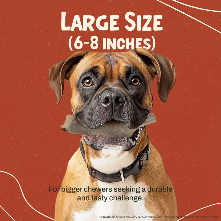 Heartland Antlers - Wholesale Pet Chew Toy - Dog - Split Elk Antler Chew - Large (45-65 lbs)2