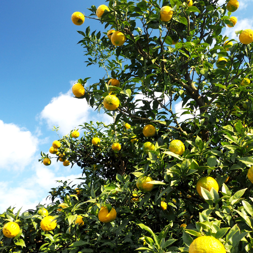 KANKITSU LABO - Wholesale Hard Candy - Dry Candied Japanese Citrus Peel | Yuzu (ゆず) | 1.05 oz Bags7