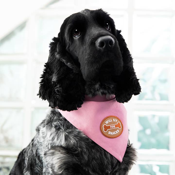 Scout's Honour - Wholesale Pet Bandana - Dog - Will Sit For Snacks iron-on patch for dogs