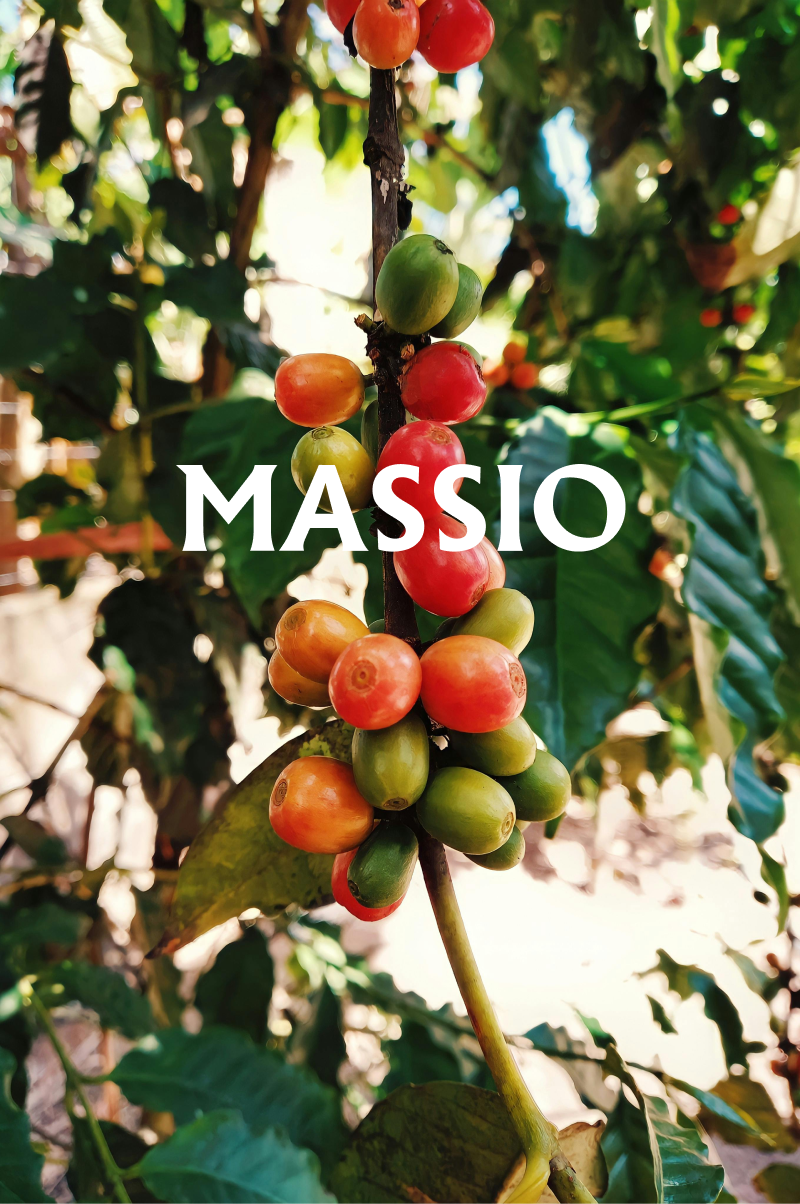 Massio Concept - Wholesale Shampoo Puck/Solid Shampoo - Revitalizing & Growth Solid Shampoo - Coffee and Cinnamon2