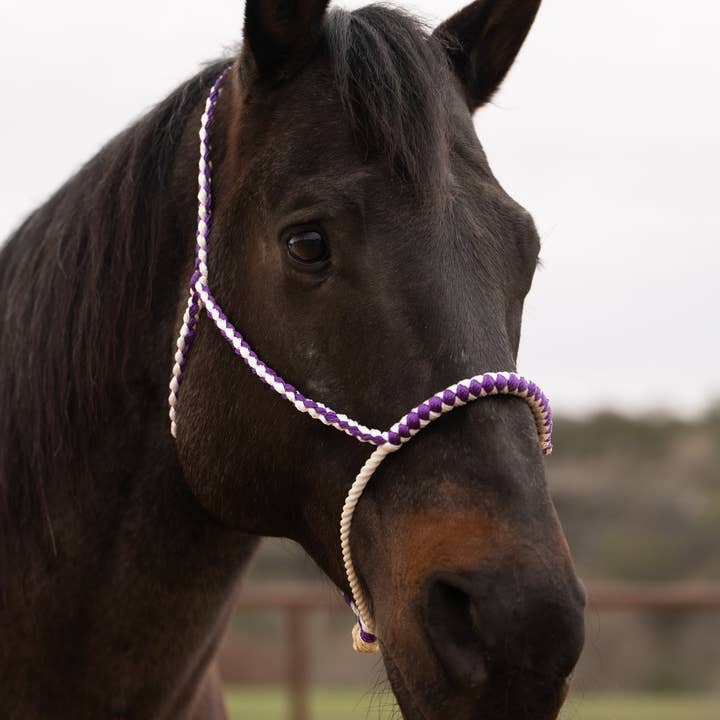 Cavezza in nastro da mulo con nasello a laccio viola e bianco per la vendita all'ingrosso da parte di Rodeo Drive