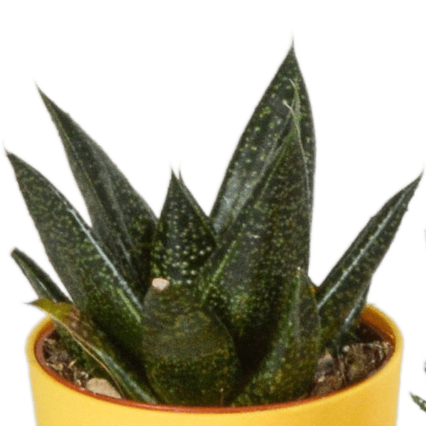 Oasis of Life – wholesale Succulent – Succulent Mix Gasteria & Haworthia – 5 Plants – Ø5.5cm Houseplants in Plastic Pot with Wooden Legs – Various Mini Succulents – Easy-Care Plants for Windowsill, Office & Living Room2