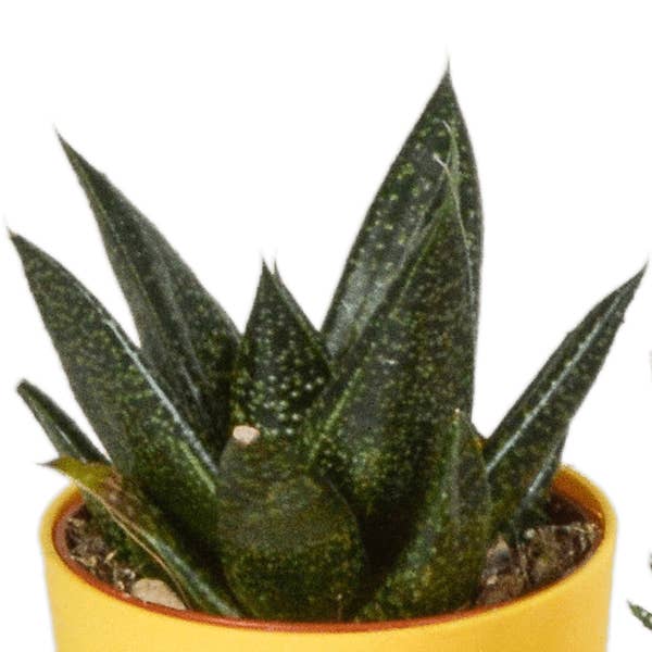 Oasis of Life – wholesale Succulent – Succulent Mix Gasteria & Haworthia – 5 Plants – Ø5.5cm Houseplants in Plastic Pot with Wooden Legs – Various Mini Succulents – Easy-Care Plants for Windowsill, Office & Living Room2