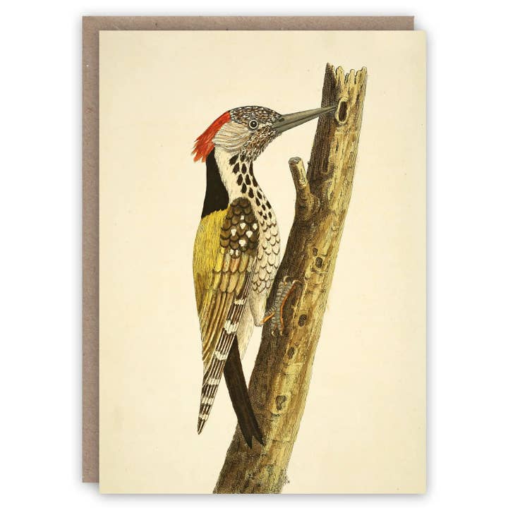 ikonink - Wholesale Everyday greeting card - Woodpecker Card