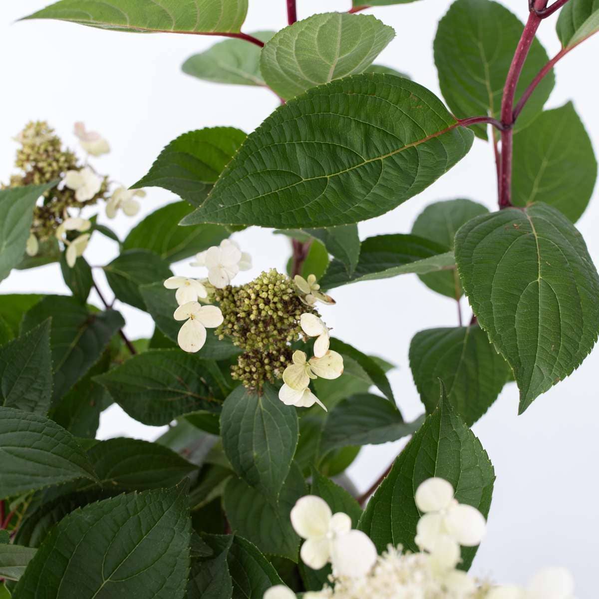 Oasis of Life - Wholesale Live Plant - Hydrangea paniculata 'Early Harry' – 2 plants – Height 25–40cm – Ø19cm – Early blooming panicle hydrangea with cream-white to delicate pink flowers – Hardy garden plant for beds, terraces & balconies7