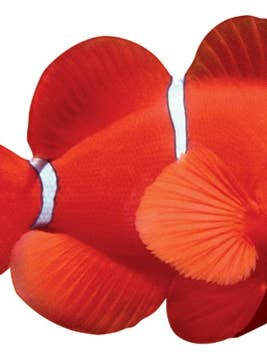 Clown Fish Blank Diecut Card for wholesale by Paper House Productions