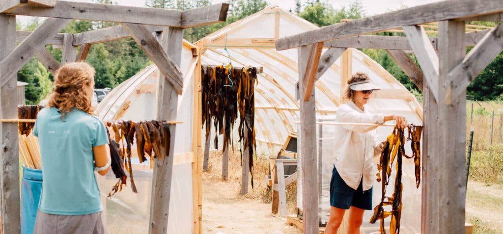 Smithereen Farm - Wholesale Dried/Dehydrated Vegetables - Wild Cobscook Dulse3