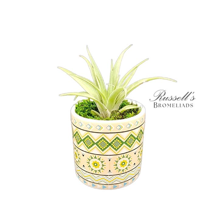 Russell's Bromeliads - Wholesale Live Plant - Rainforest Collection - Full Pack