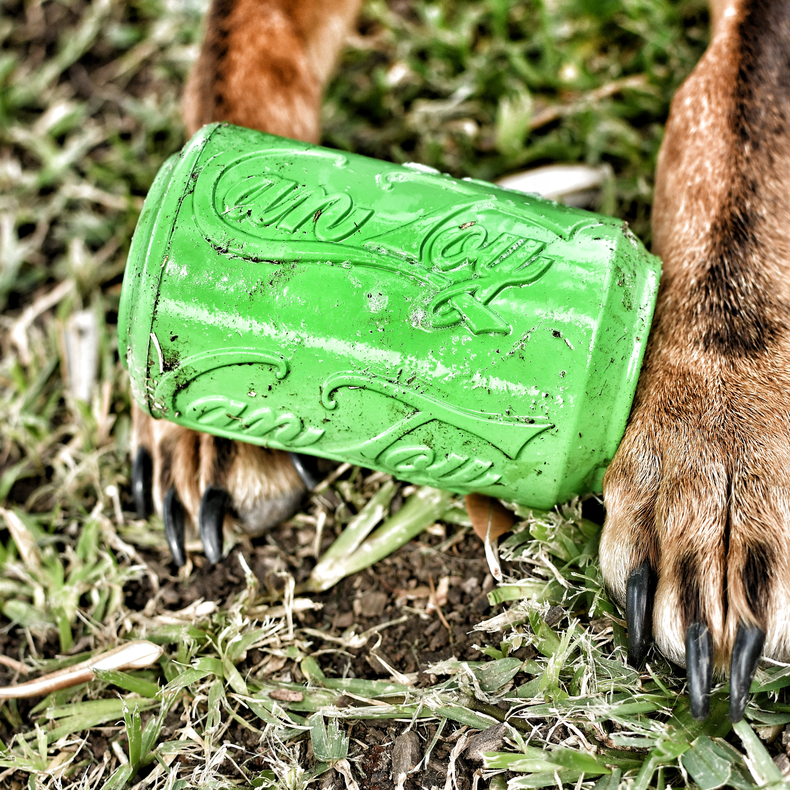 Rover Pet Products - Vente Jouet à mâcher – chien - Canette Toy7