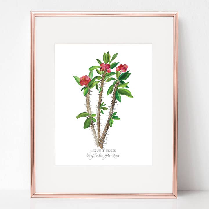 DIE DORNENKRÖNUNG, DORNENKRONE, Euphorbia splendens für den Großhandel von Rose Harrington