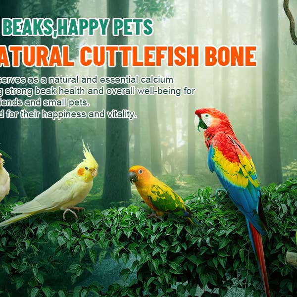 Caitec Inc - Wholesale Bird swing/toy - Cuttlebone No Flavor Lg 2pk2