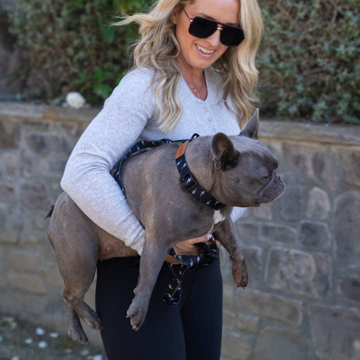 Local Beach Lightning Bolt Adjustable Dog Collar Black for wholesale on Faire4