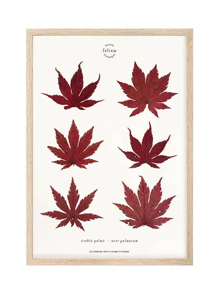 n°07 · The Maple for wholesale by Folium - Maison Botanique