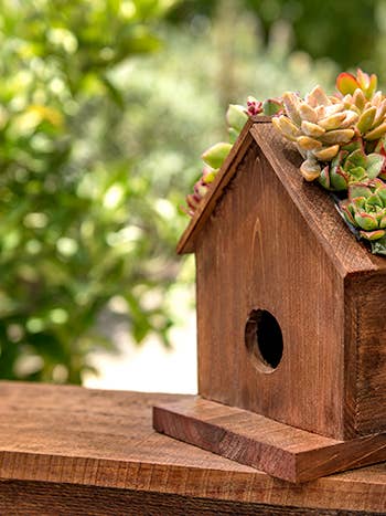 Jade plantbaar vogelhuisje voor wholesale door SuperMoss