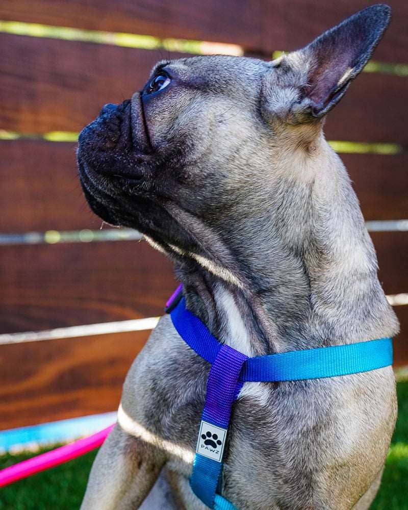 PAWZ - Wholesale Pet Harness - Dog - Rainbow Dog Harness & Matching Rope Leash3