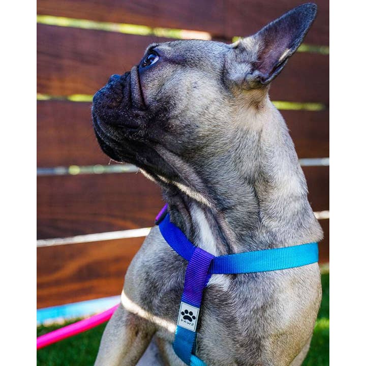 PAWZ - Wholesale Pet Harness - Dog - Rainbow Dog Harness & Matching Rope Leash3
