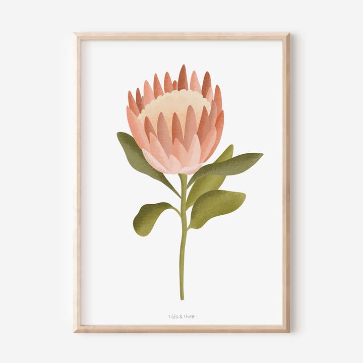Protea Flower poster for wholesale by Tilda&Theo