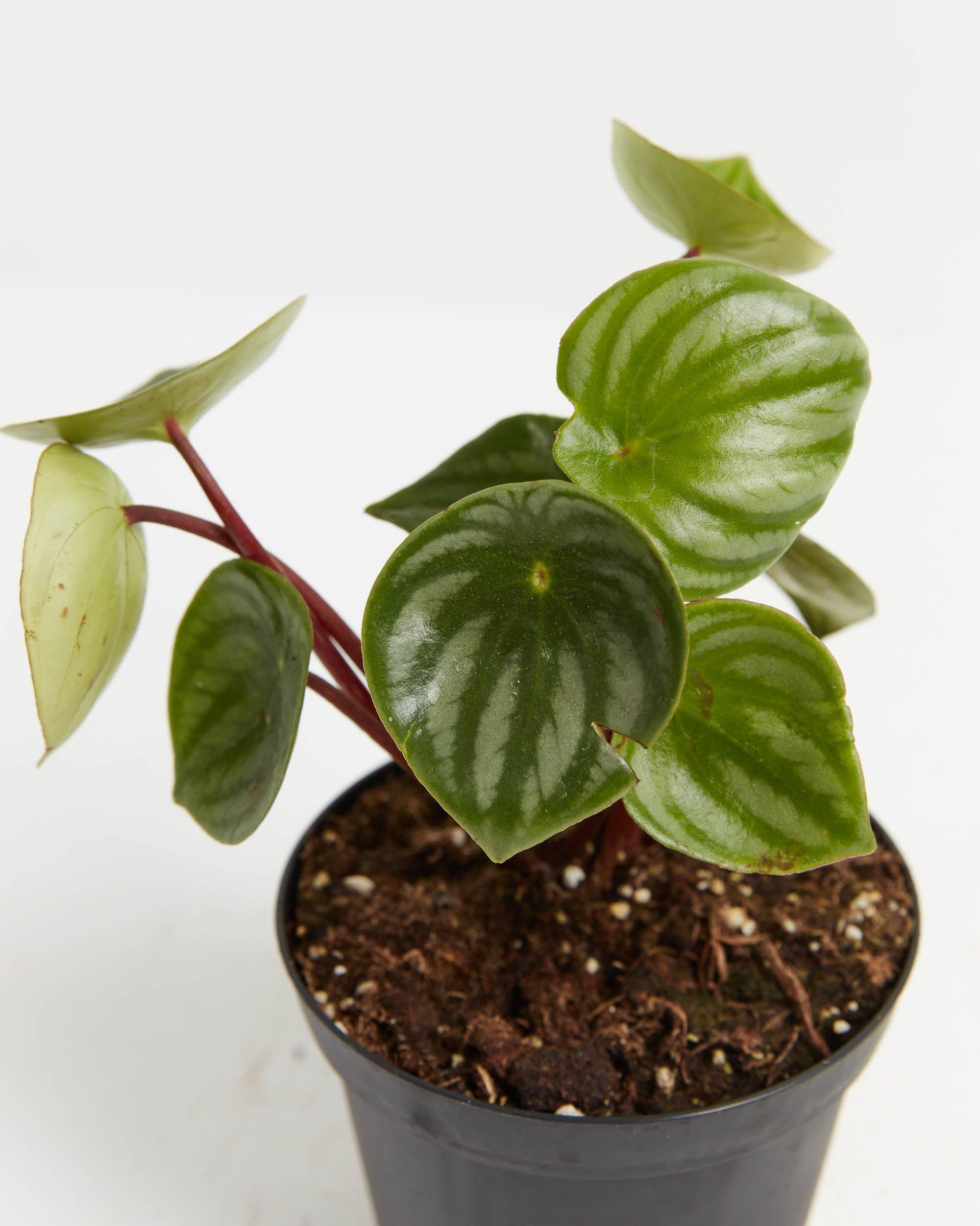Lively Root - Wholesale Live Plant - Watermelon Peperomia17