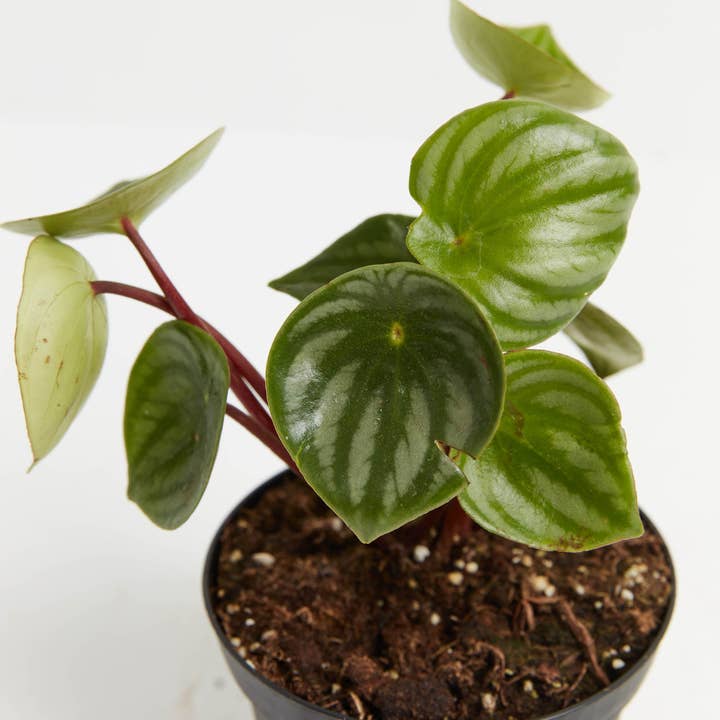 Lively Root - Wholesale Live Plant - Watermelon Peperomia17