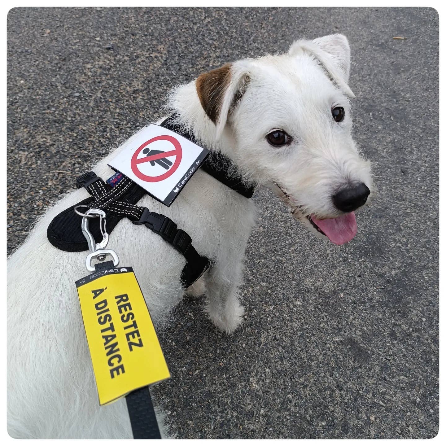 AniCode - Wholesale Pet Collar Charm - Dog - Scratch front/back CaniCode® KEEP YOUR DISTANCE6