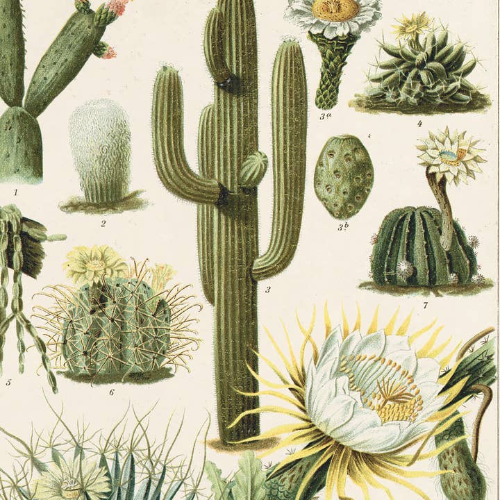 Curious Prints - Wholesale Art Print - Vintage Botanical Cactus Kakteen 2 Print w/ optional frame4
