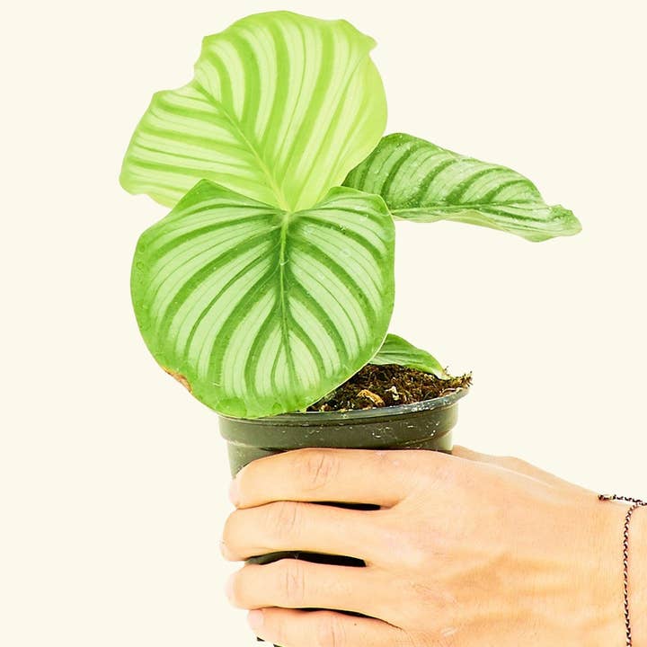 Rooted - Wholesale Live Plant - Orbit Peacock Plant (4" or 6" Pot)