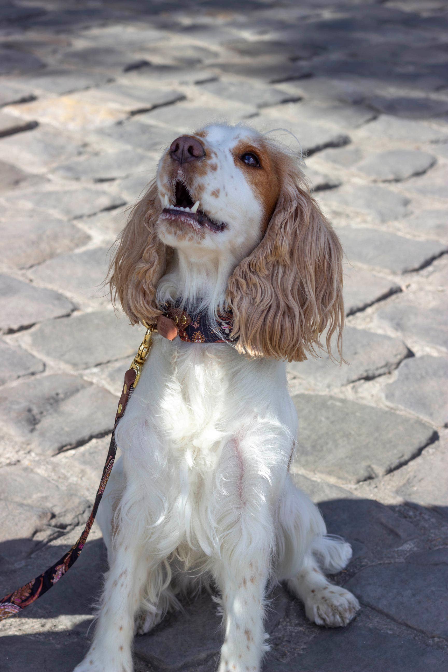 Atelier Markiz - Wholesale Pet Collar - Dog - Kashmir Necklace5