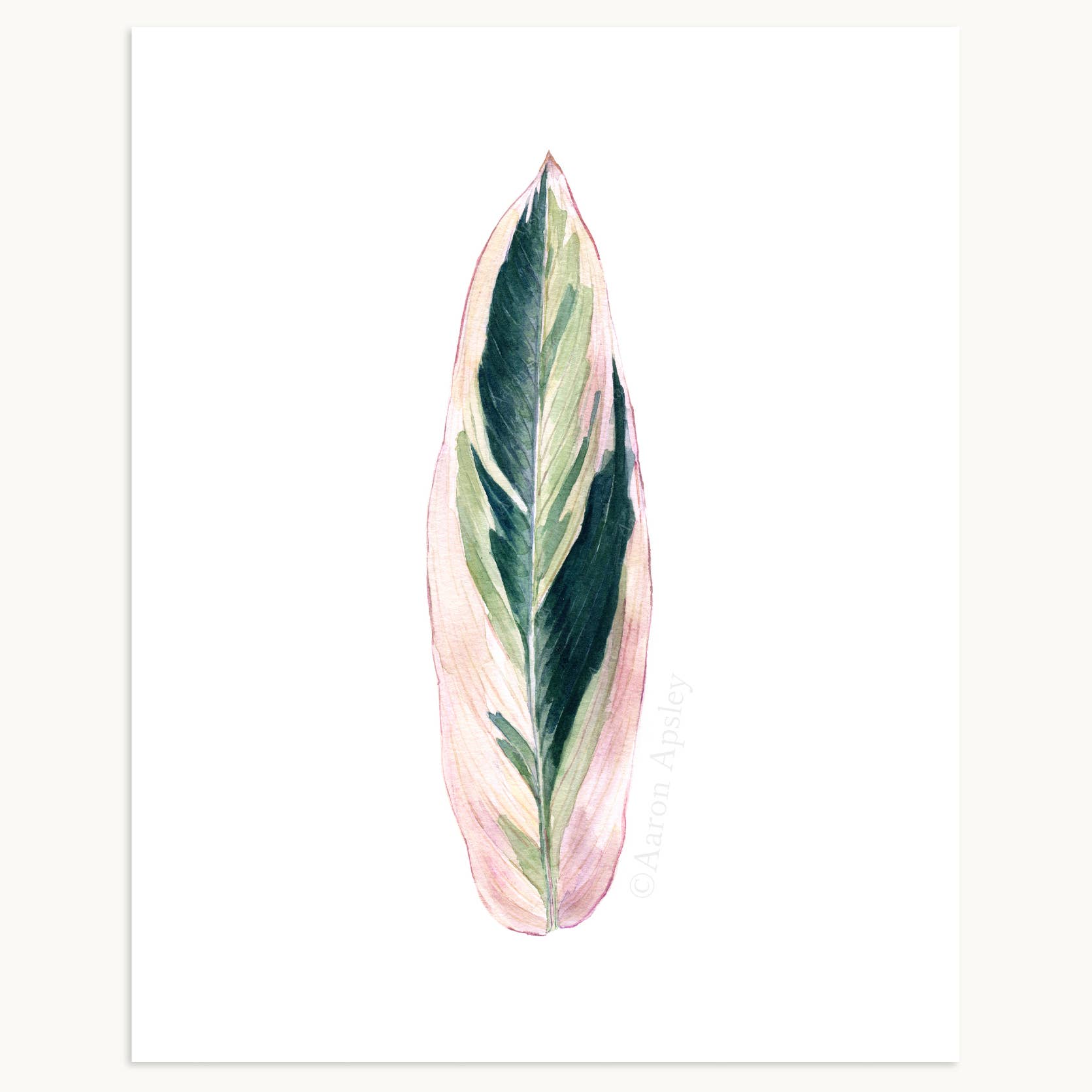 Aaron Apsley Artwork - Wholesale Art Print - Tropical Leaf Print - 8"x10"18