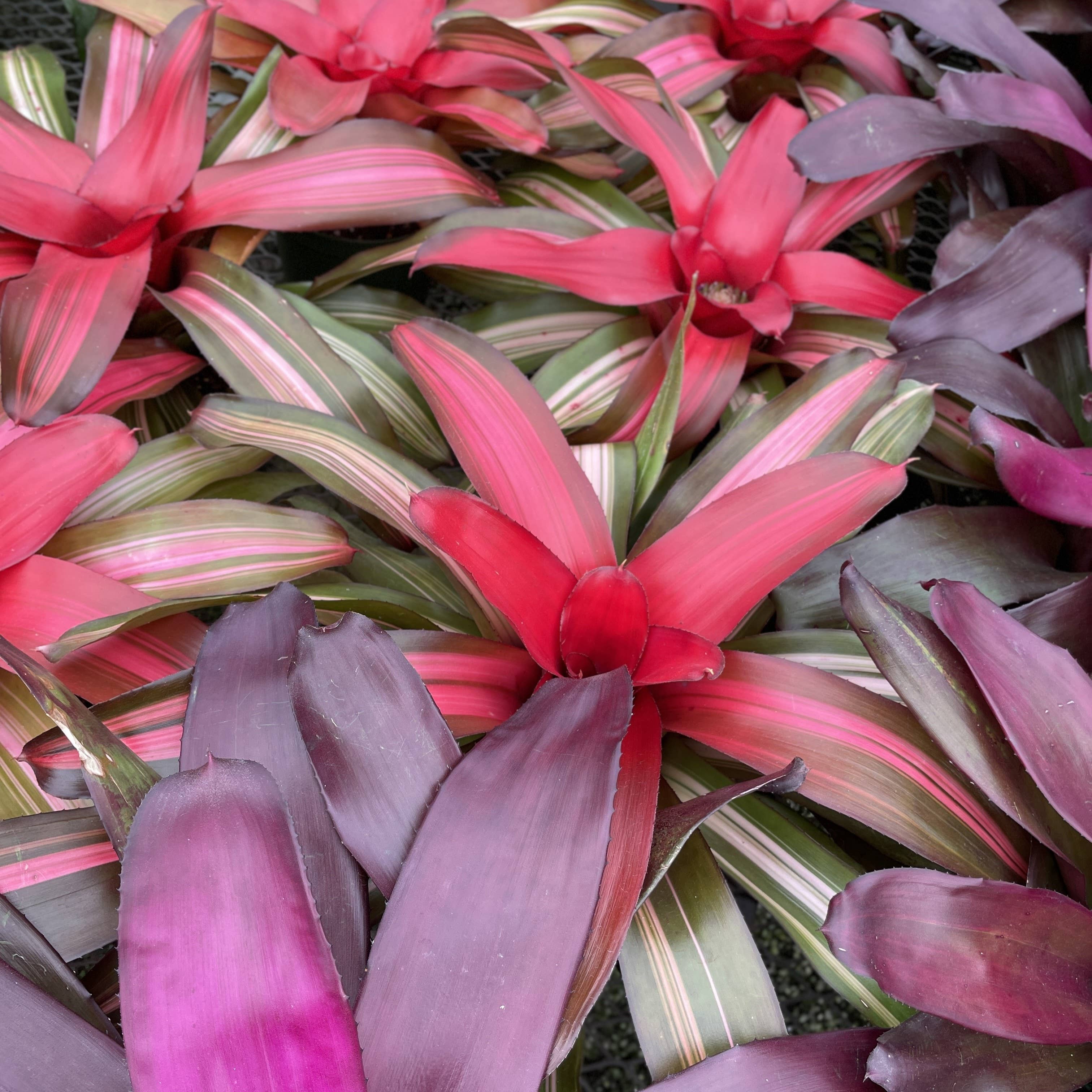 Thorsen's Greenhouse - Wholesale Live Plant - Bromeliad Neoregelia 'Neos' - Live Plant - Assorted2