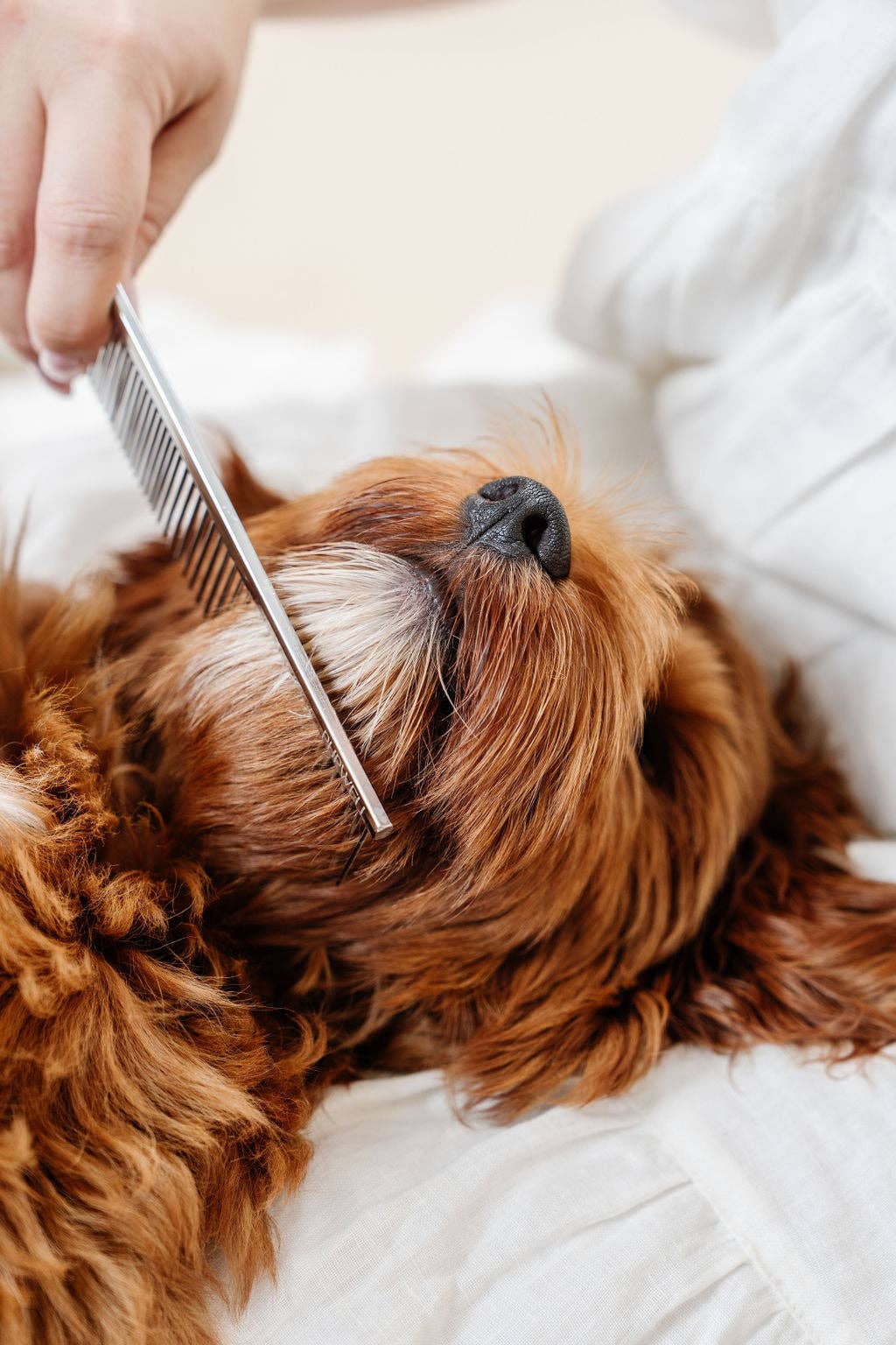 Pupwell - Venta al por mayor Artículo de aseo para mascotas - Perros - Peine Everyday de acero inoxidable para perros6