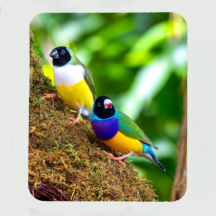 Mouse Pad-Gouldian Finch Birds for wholesale by Mike Ring Photography