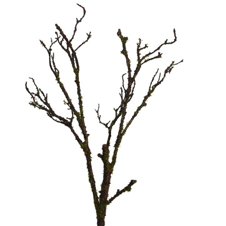 Kvist med mos 71 cm brungrøn for engroshandel hos Floratexx