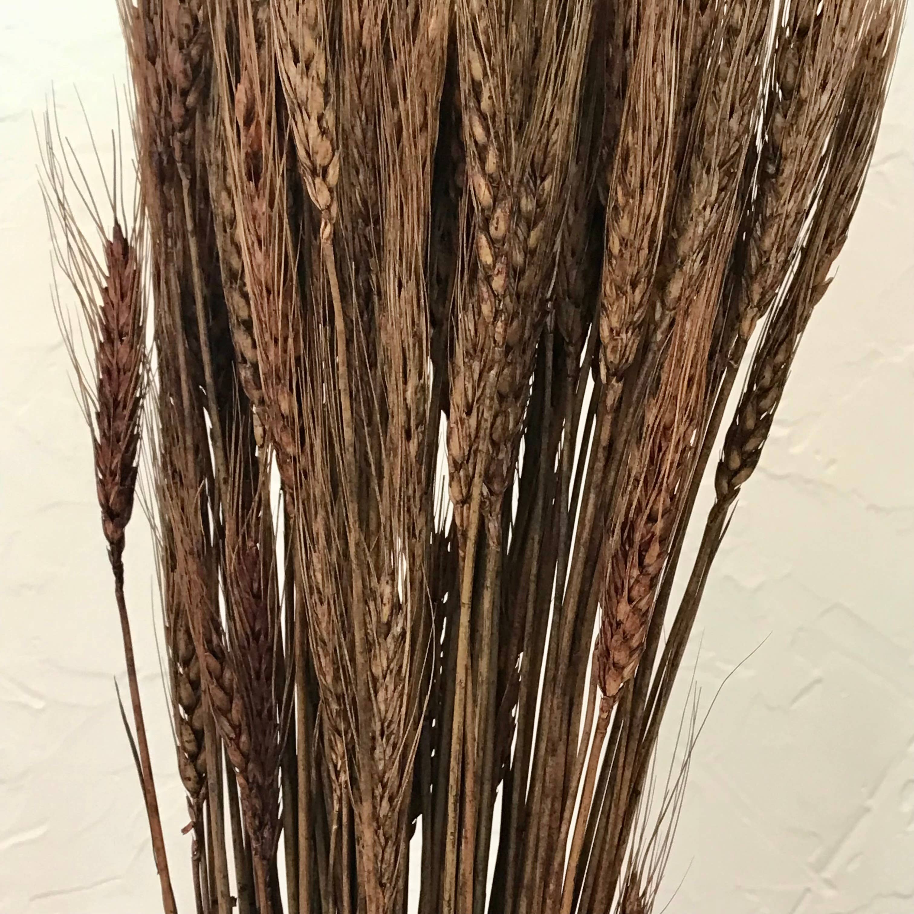 Wilco Home - Wholesale Dried/Pressed Flowers - Natural Wheat Bundle Bouquet4