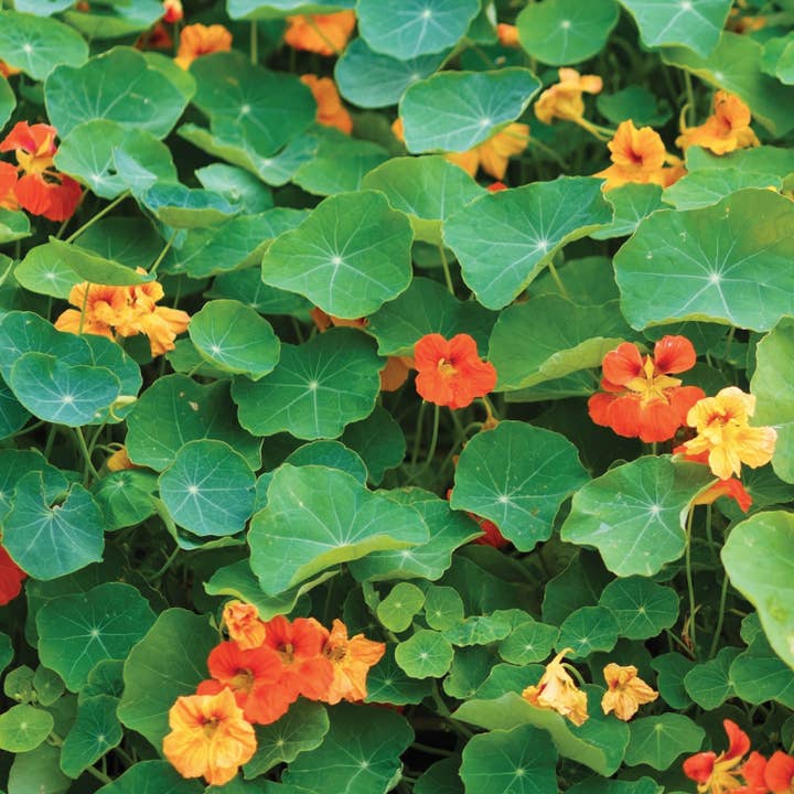 Bentley Seed Co. - Wholesale Plant Seeds - Bulk 250 Piece Eastern Region Flower Seed Packets5