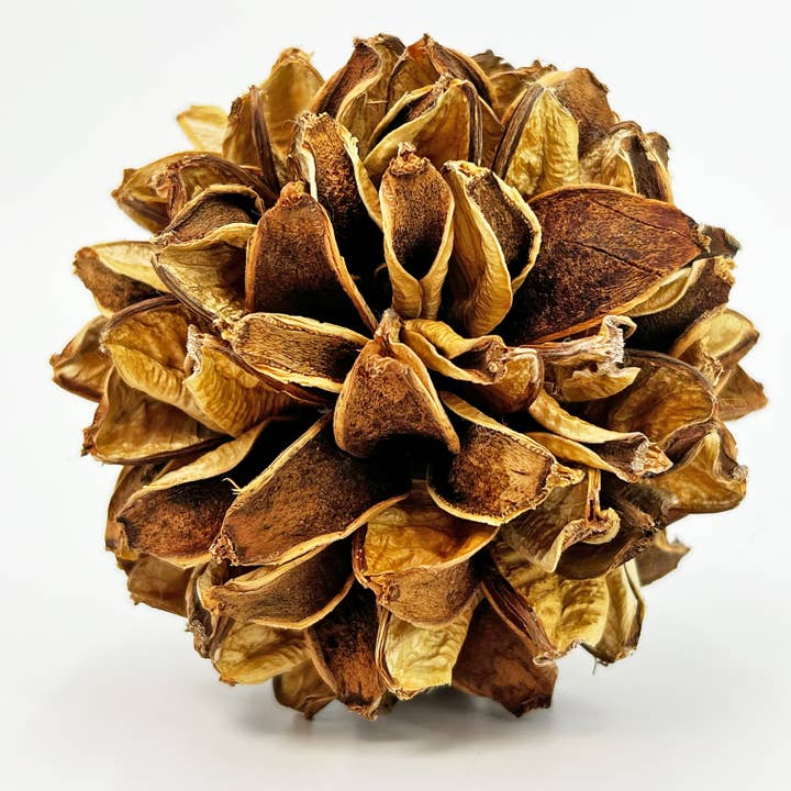 2626 Designs - Wholesale Decorative tabletop object - 3 Handmade Preserved Topiary Brown Balls - Bowl Filler 4