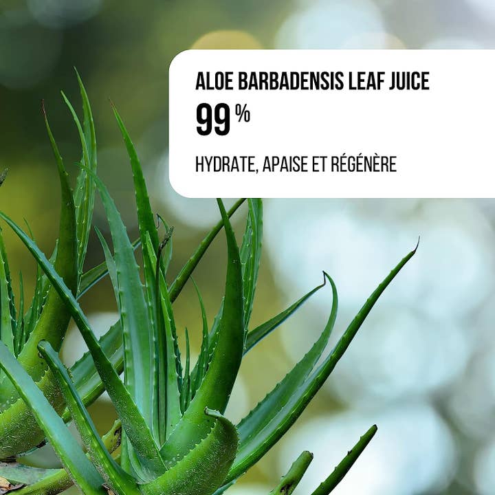 Veyra - Vendita all'ingrosso Spray/crema all'aloe - Gel di aloe vera 200 ml - Veyra3