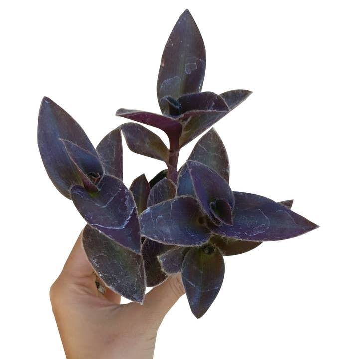 Best Plant Friend - Wholesale Live Plant - Purple Heart Tradescantia Pallida - Wandering Jew 2/4/6 inch