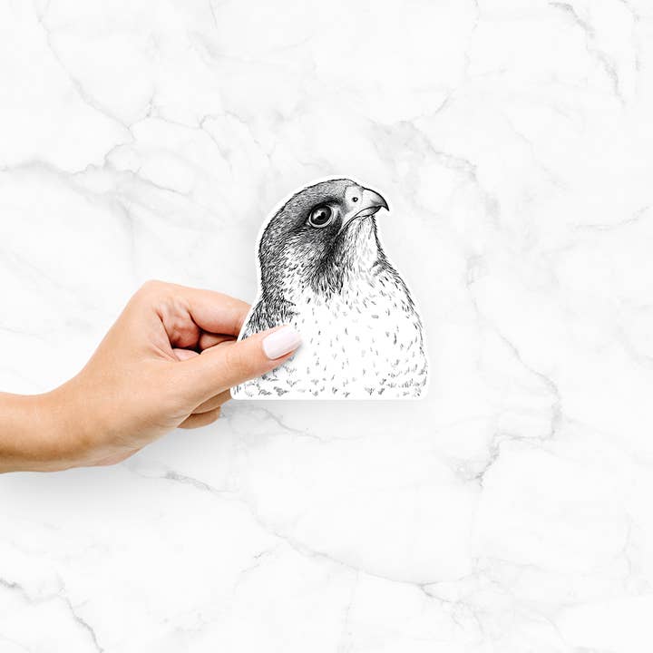 Because Tees - Wholesale Sticker - Peregrine Falcon - Falco peregrinus - Decal Sticker