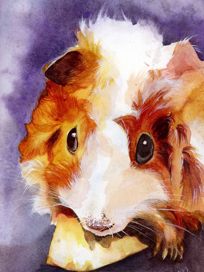 Marsvin - Husdjurskollektion Tryck för wholesale av Dream In Watercolor