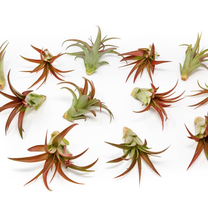 Air Plant Shop - Wholesale Live Plant - Large Tillandsia Red Abdita Air Plants1