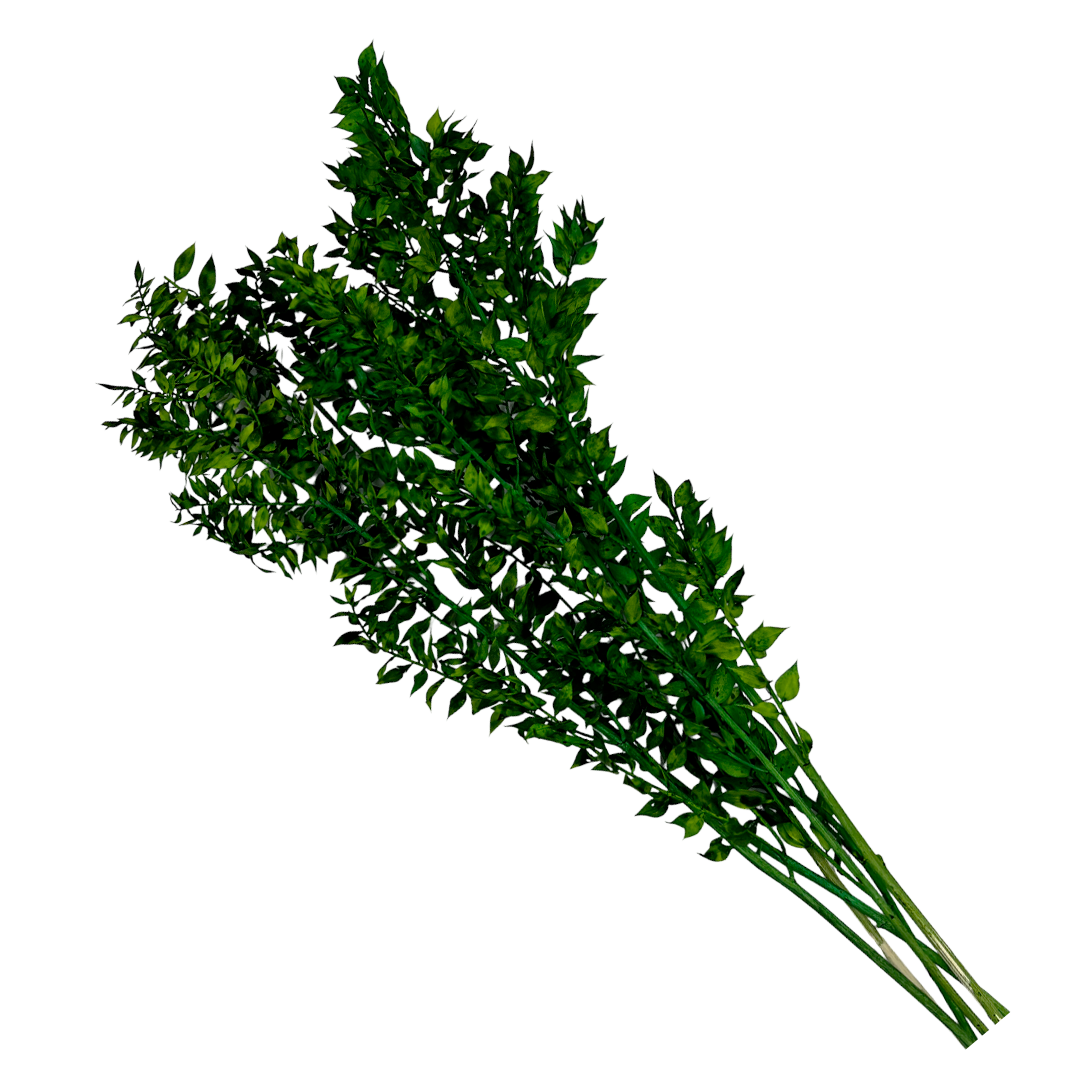 2626 Designs - Vendita all'ingrosso Piante artificiali - Ruscus conservato lungo 56-61 cm1