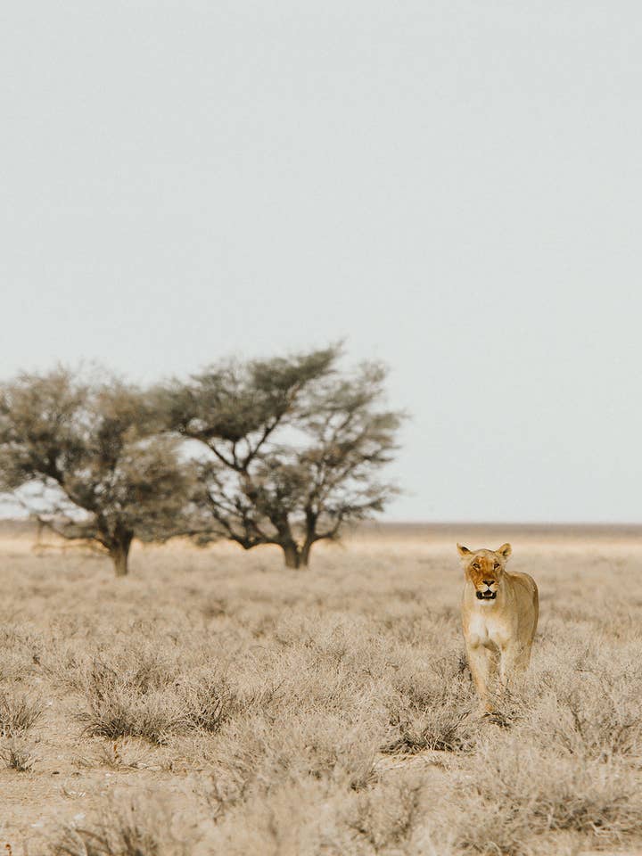 The Prowl - Africa - Lion Travel Print for wholesale by The Kenclare House