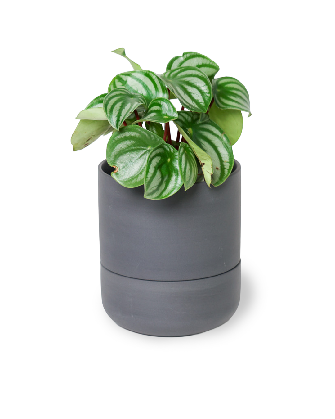 Chive - Vente Pot - Ryan Pots de Plantes d'Intérieur Auto-Arrosants15