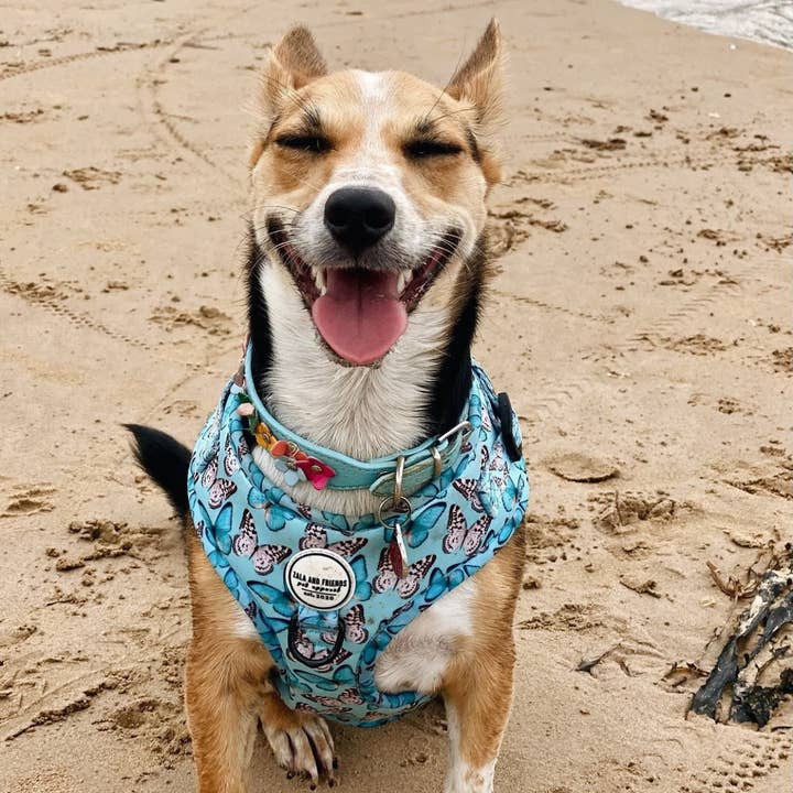 Zala and Friends - Wholesale Pet harness – Dog - You Give Me Butterflies: Adjustable Harness7