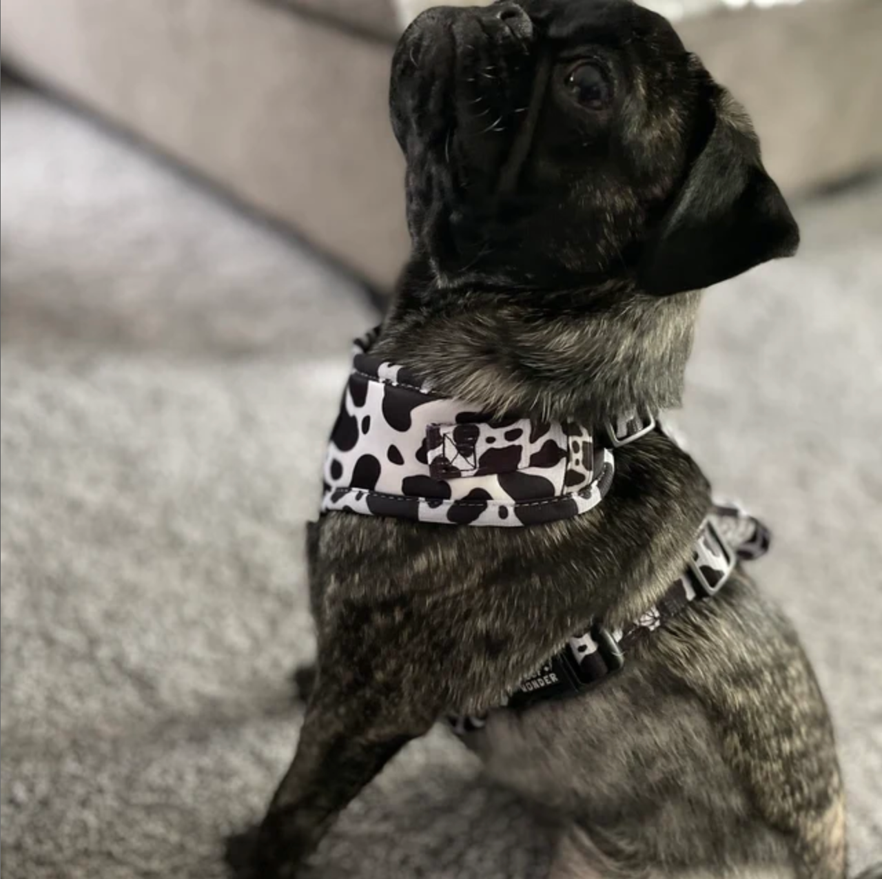 Woof & Wonder - Wholesale Pet Harness - Dog - Holy Cow Print Adjustable Dog Harness4