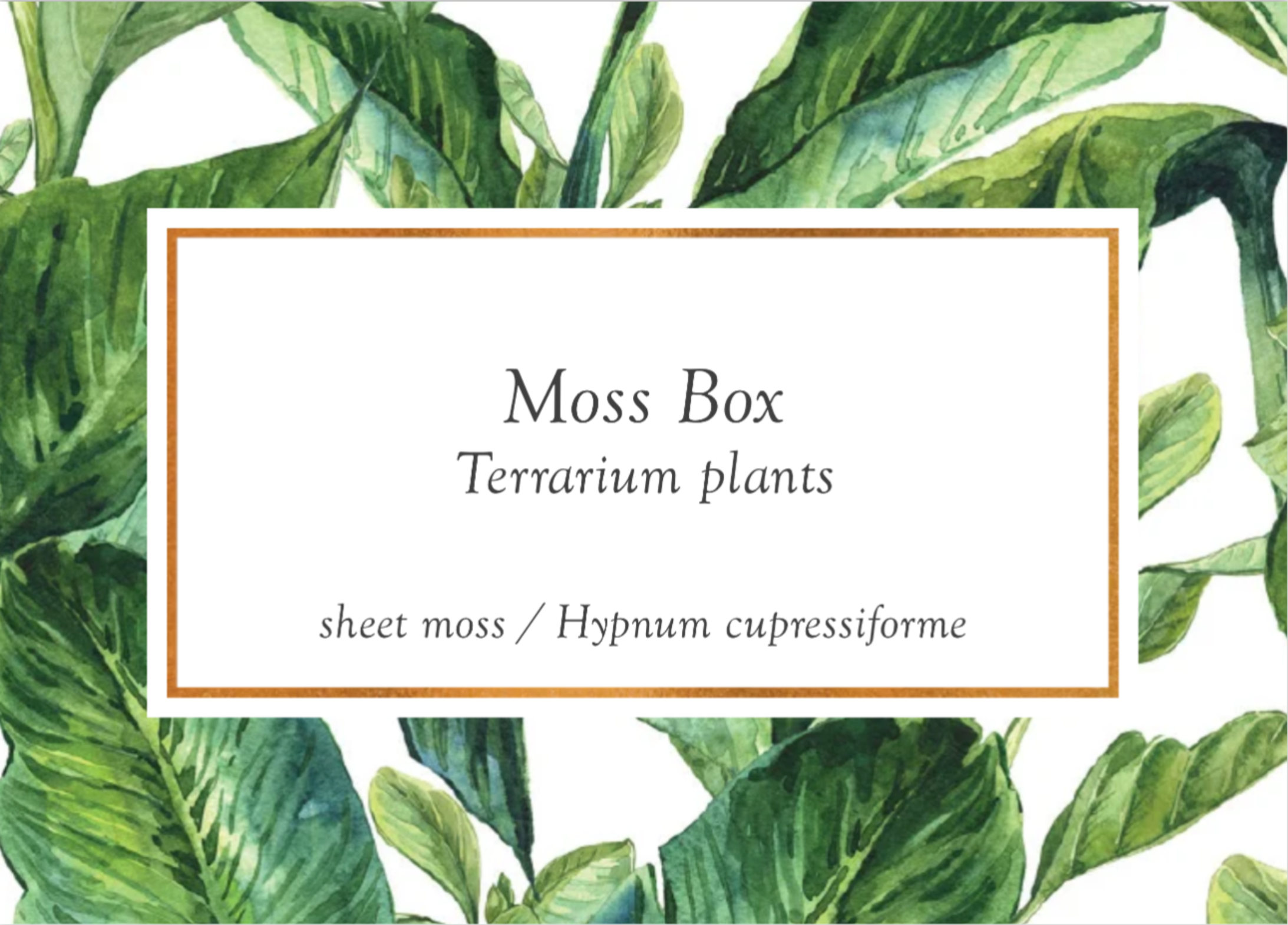 Moss wholesale - Wholesale Live Plant - Moss box for terrariums cushion, bun, sheet, fern, tree moss7