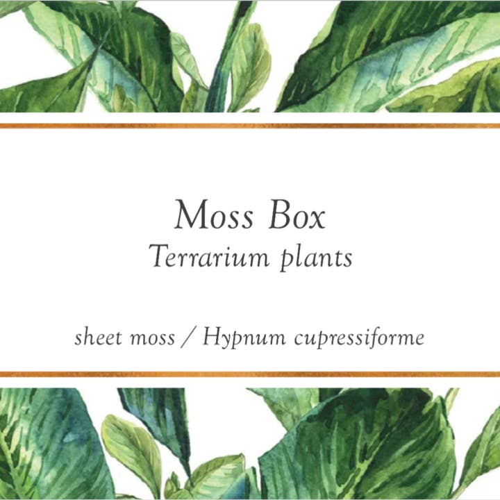 Moss wholesale - Venta al por mayor Plantas naturales - Caja de musgo para terrarios cojín, bollo, hoja, helecho, musgo de árbol7