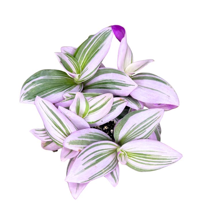 Tradescantia Nanouk de 4" (Tradescantia albiflora 'Nanouk') pour la vente par Flow State