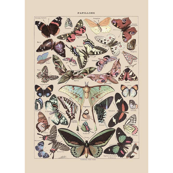Rock Paper Scissors Wall Art - Wholesale Art Print - Vintage Butterfly Print II (Papillons Pour Tous, A. Millot)