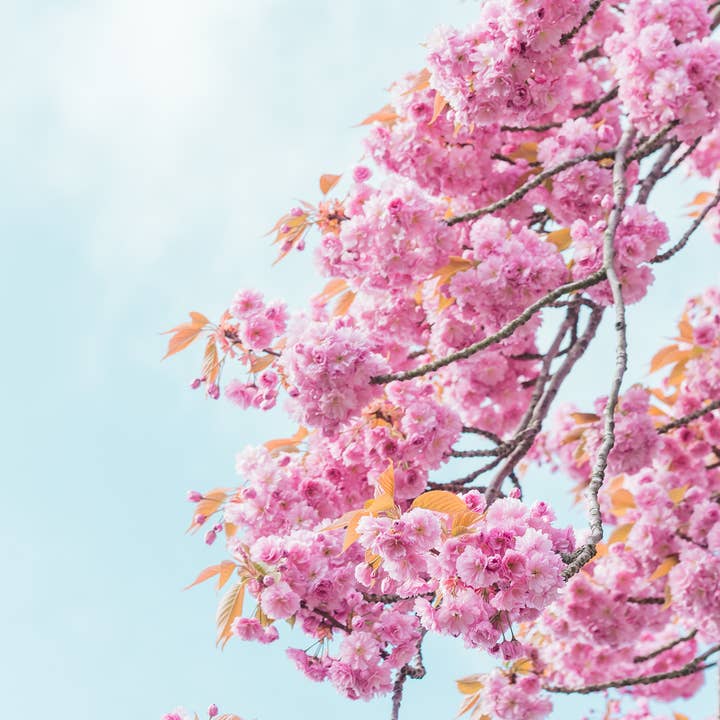 The Jonsteen Company - Wholesale Plant Seeds - Flowering Cherry Blossom | Seed Grow Kit